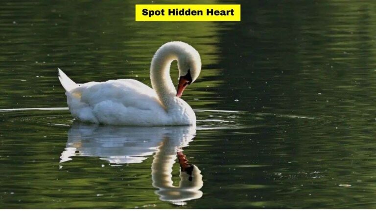 Optical Illusion Vision Test: Spot A Heart In This Picture Of Swan Within 3 Seconds!