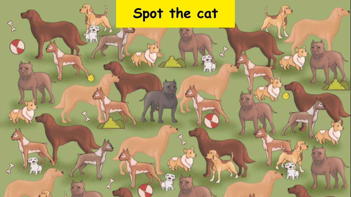 Can you find the cat hidden in this visual test puzzle?
