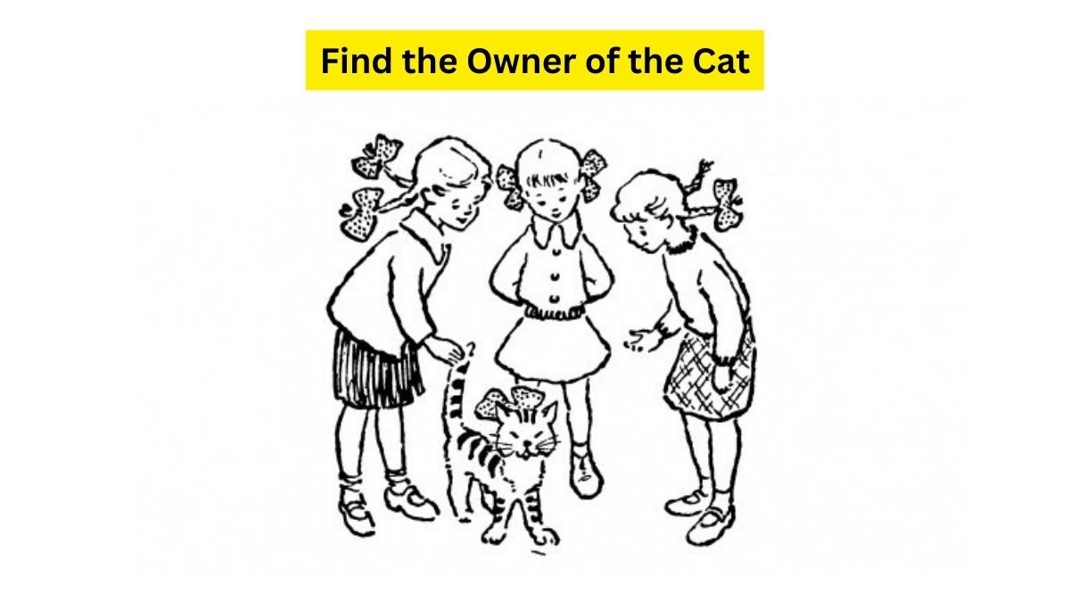Who is the owner of the cat?