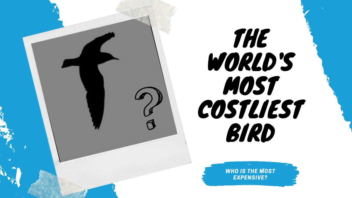 Which is the most expensive bird on earth?
