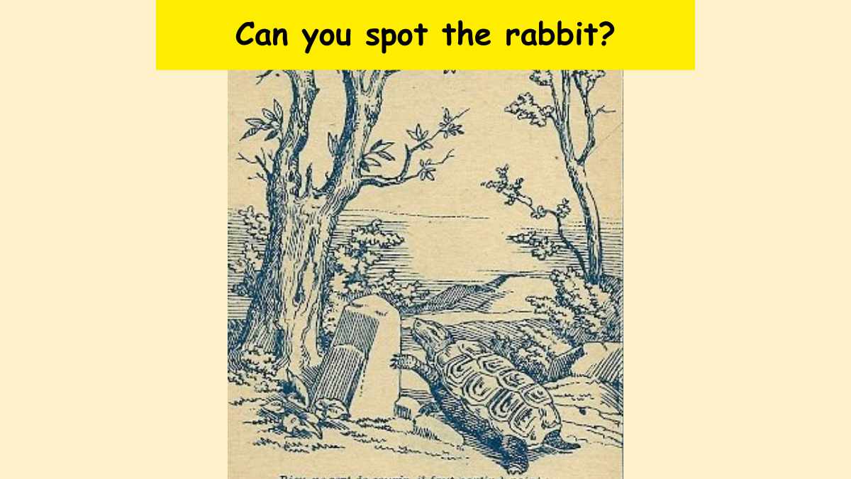Spot the rabbit 
