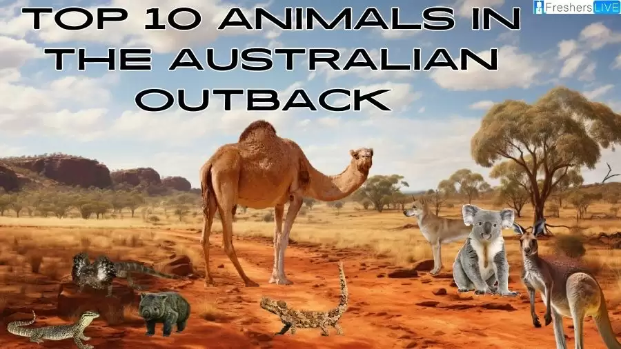 Top 10 Animals in the Australian Outback - Discover the Magnificent Animals