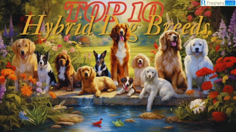 Top 10 Hybrid Dog Breeds -  Discover the Tail-Wagging Crossbreeds