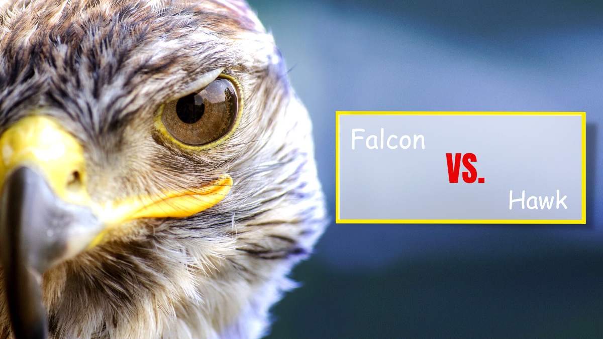 Falcon vs Hawk: What