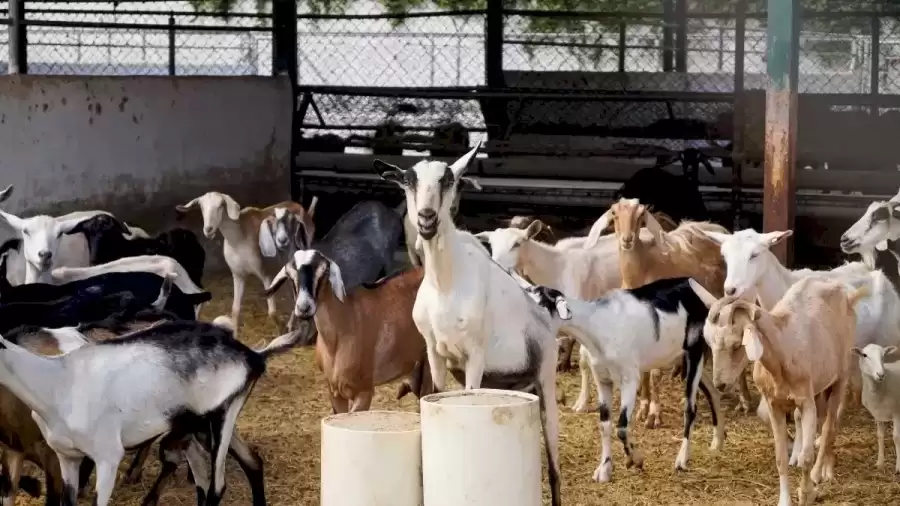Among the Goats there is a Sheep. Can You Find It?