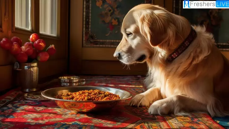 Best Dry Dog Food Brands - Top Picks for Nourishing Your Pet