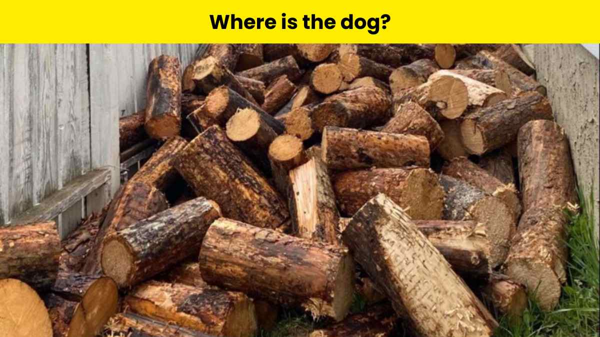 Find the dog