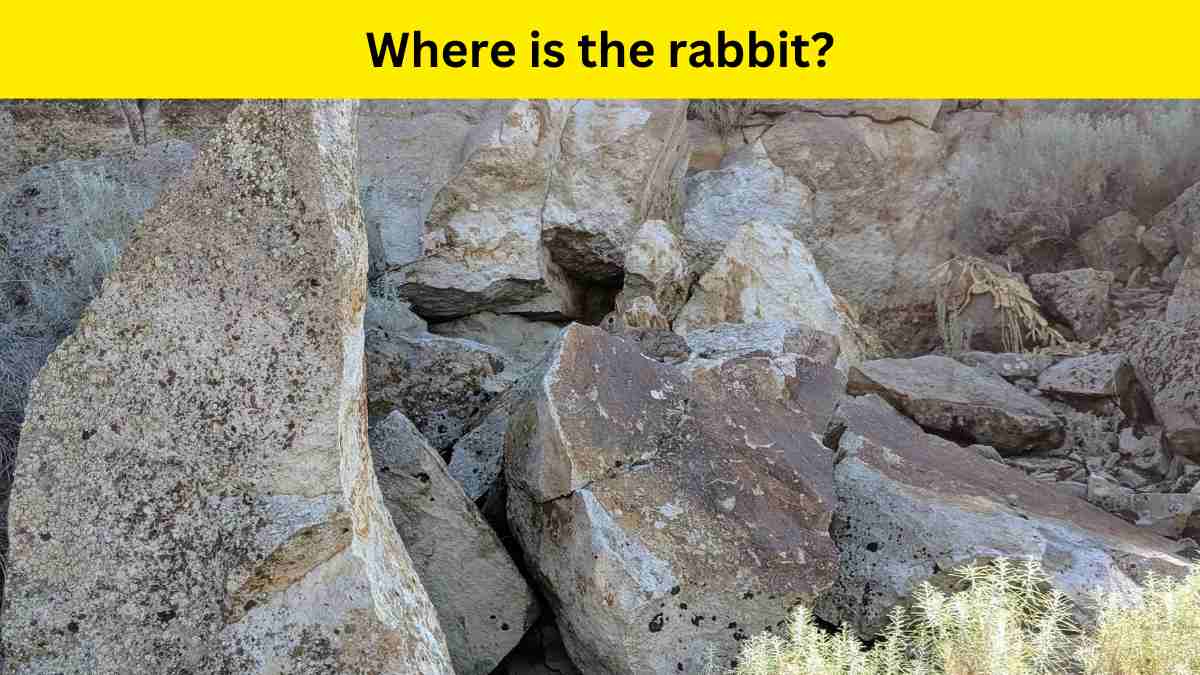 Find the rabbit