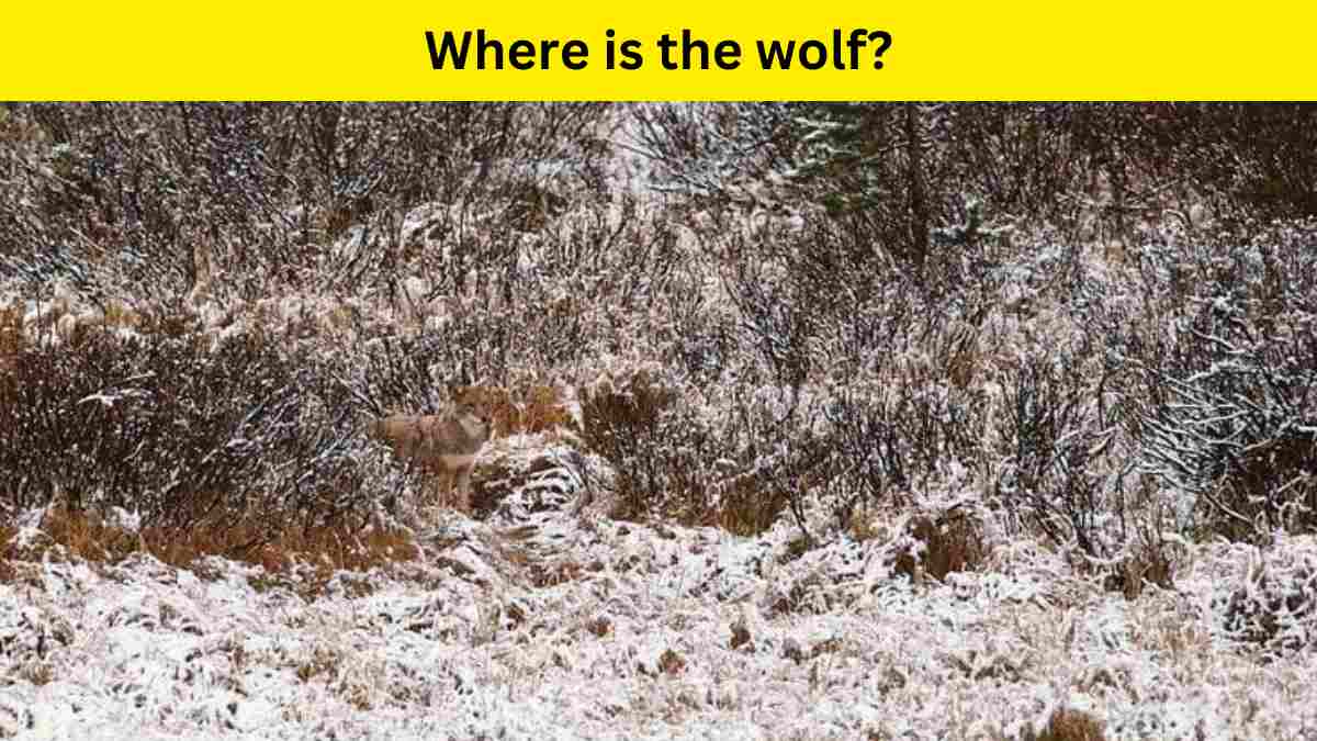 Find the wolf