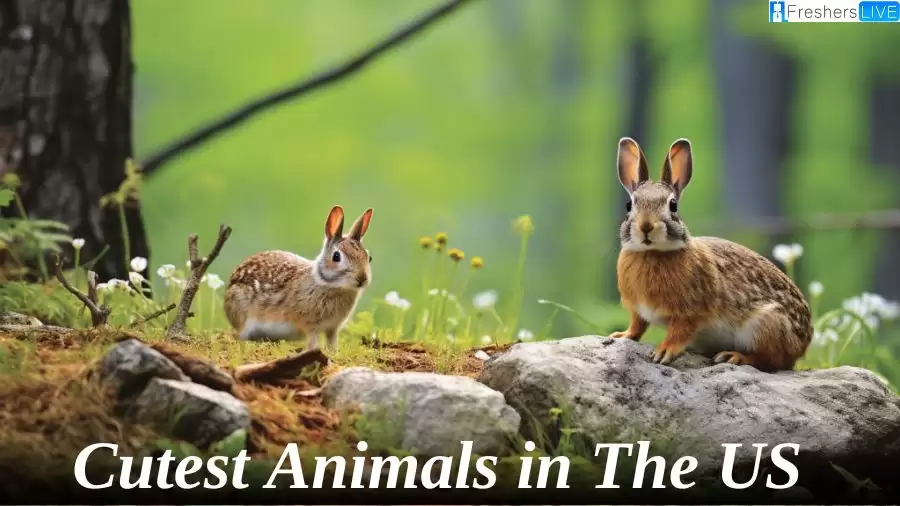 Cutest Animals in the US - Top 10  Irresistible Charm