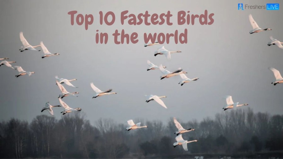 Fastest Bird in the World - List of Top 10 (with Pictures)