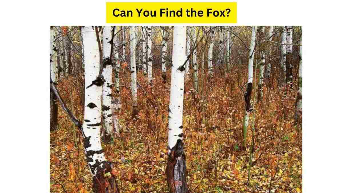 Do you see someone in the woods?