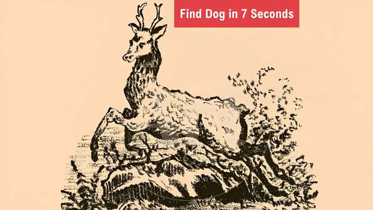 Optical Illusion - Find Dog in 7 Seconds