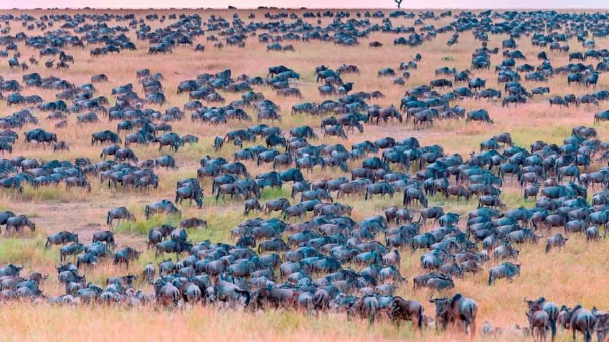 Optical Illusion - Find Zebra among Wildebeests in 9 Seconds