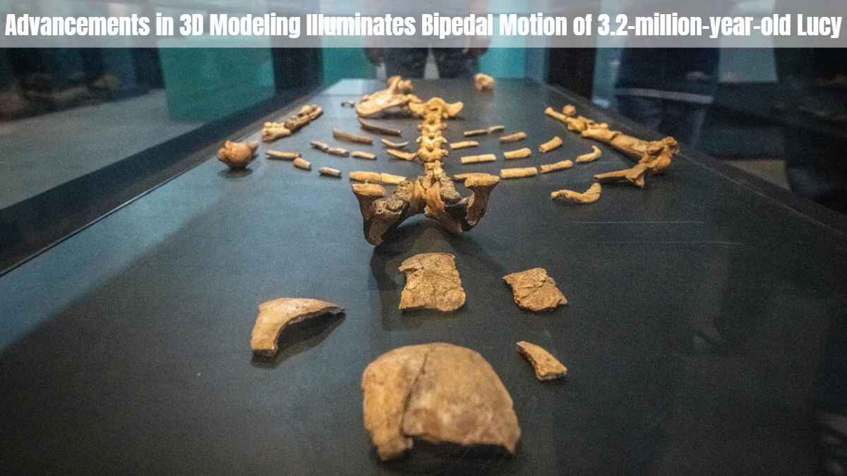 How 3D Modeling Illuminates Bipedal Motion of 3.2 million year old Lucy