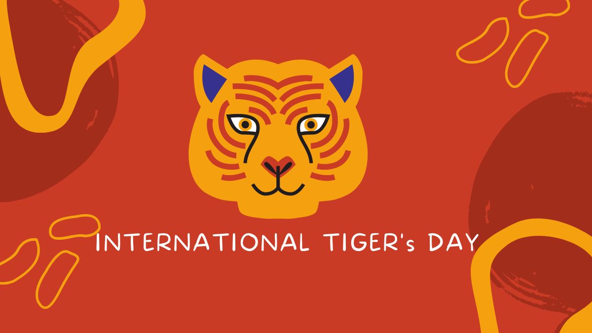 All About International Tiger