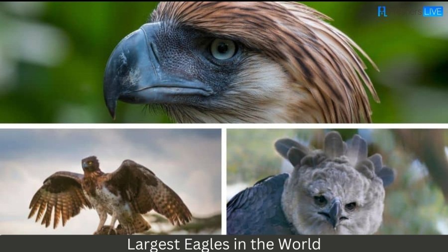 Largest Eagles in the World - Ranking the Top 10 Biggest