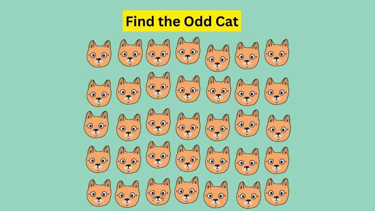 Do you see an odd cat here?