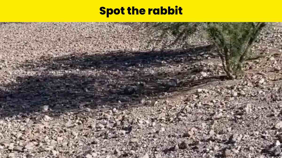 Spot the rabbit