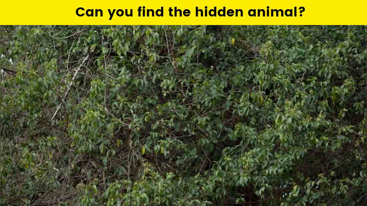 Can you find the hidden animal?