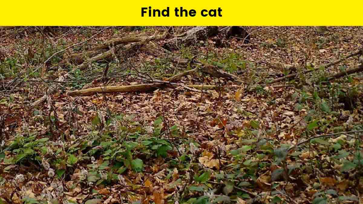 Optical Illusion- Spot the cat in 9 seconds