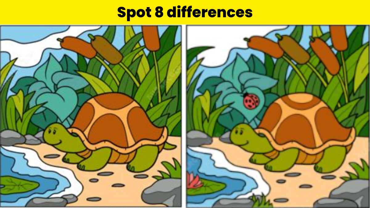 Spot 8 differences in 24 seconds