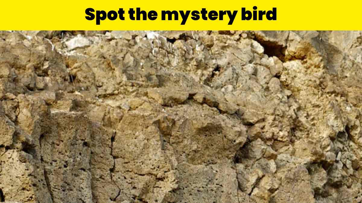 Optical Illusion Challenge- Spot the mystery bird in 9 seconds