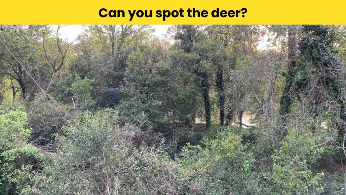 Spot the hidden deer in 6 seconds