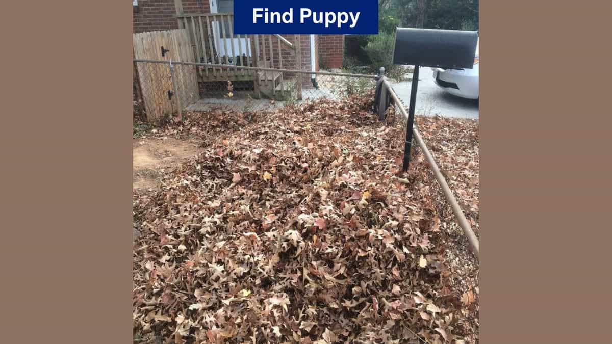 Optical Illusion Vision Challenge: Find a Puppy in the Leaves in 7 Seconds