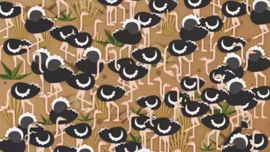 Optical Illusion Visual Test: Can you find the Hidden Umbrella among the Ostriches in 13 Seconds?