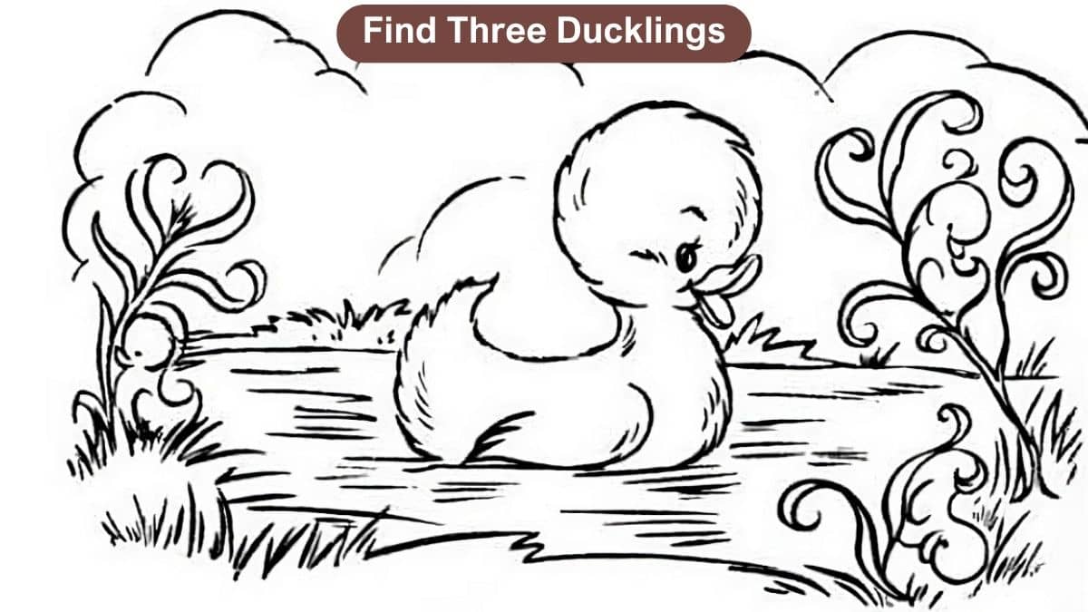 Optical Illusion to Test Your Vision: Find 3 Hidden Ducklings in 10 Seconds