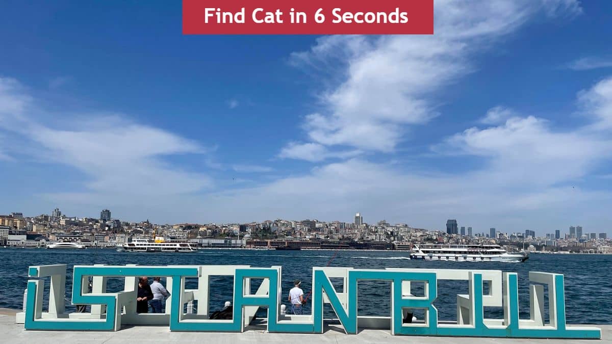 Find Hidden Cat in 6 Seconds