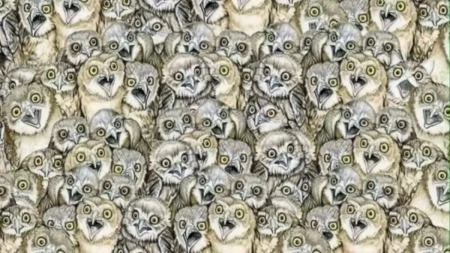 Optical Illusion Eye Test: Can You Spot the Hidden Cat among The Owl Within 15 Seconds?