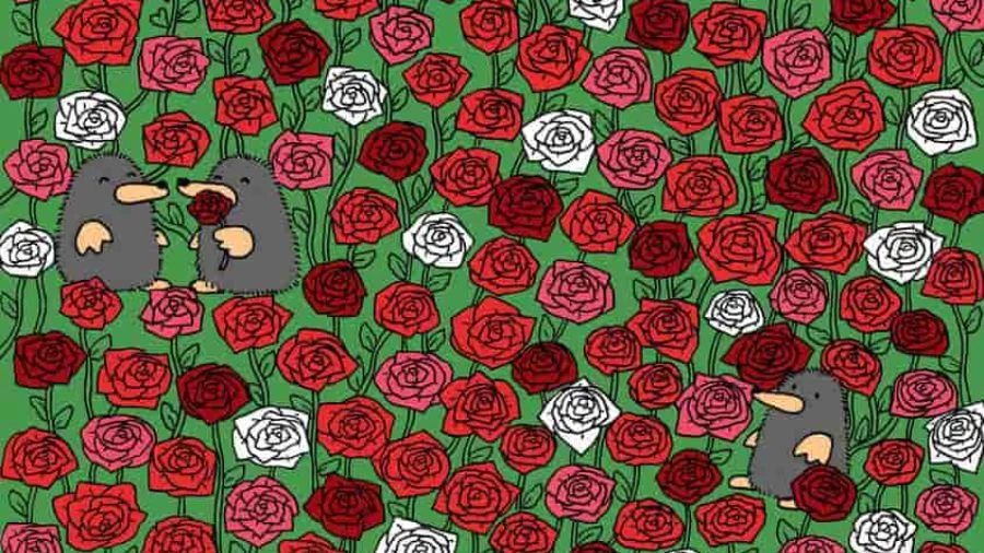 Optical Illusion Visual Challenge: If You Have Hawk Eyes Find 3 Hearts among Roses in 15 Seconds