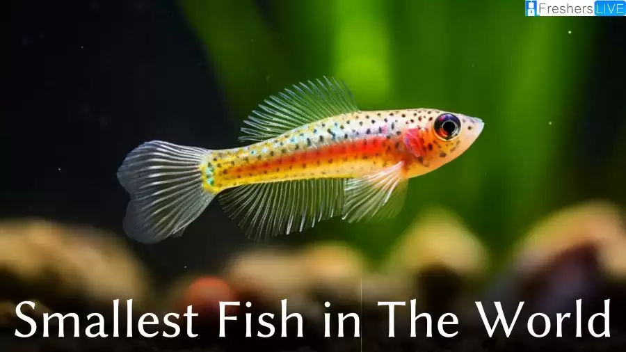 Smallest Fish in the World - Top 10 Marvels