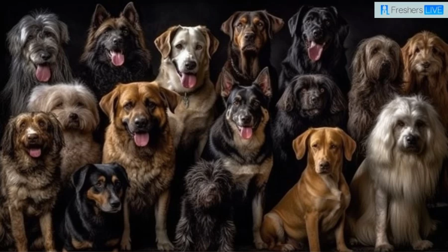 Smartest Dog Breeds: Top 10 Canine Intelligence