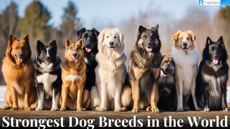 Strongest Dog Breeds in the World - Top 10 Mightiest Companions