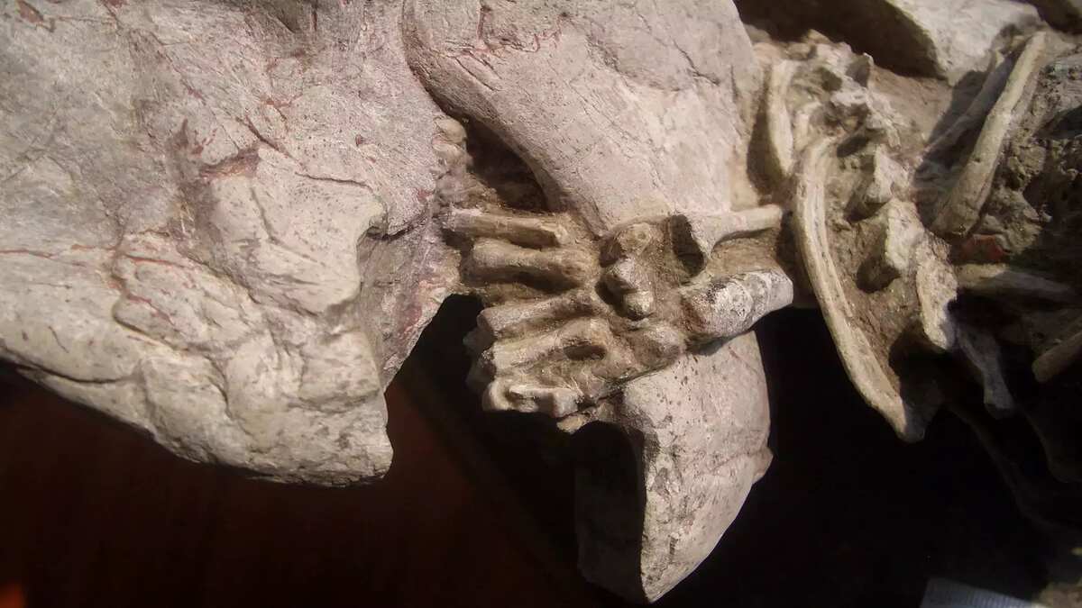Dinosaur vs Mammal Fossil Discovery