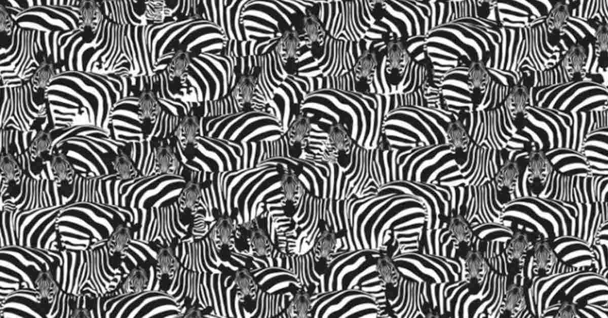 Can you Find the Hidden Piano among Zebras?