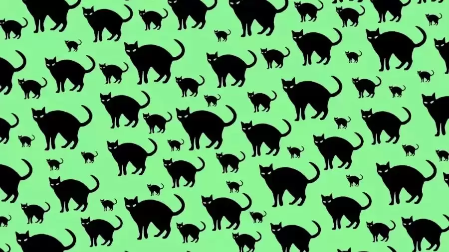 This Optical Illusion Will Trick Your Eyes. Can You See The Rat Among These Cats in 5 Seconds?