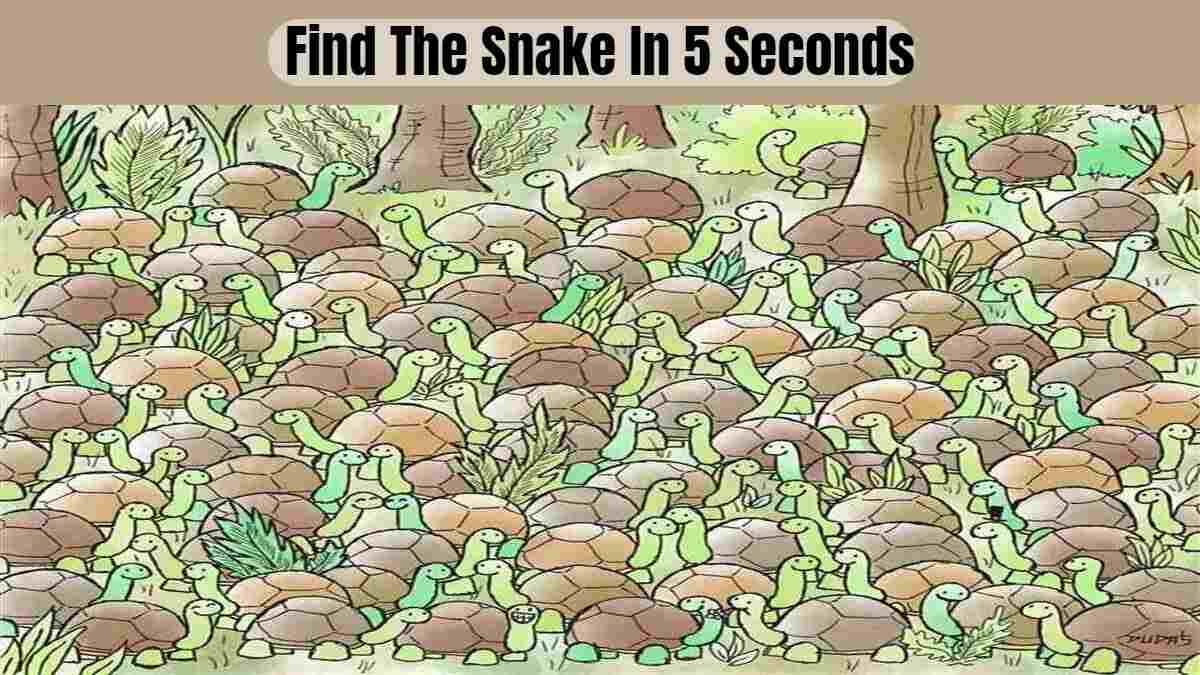 Find The Snake In 5 Seconds
