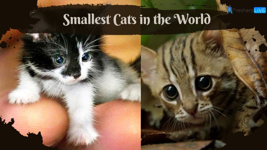 Top 10 Smallest Cats in the World that Stay Small Forever (2023)