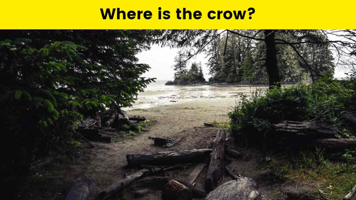Optical Illusion - Find the crow in 7 seconds