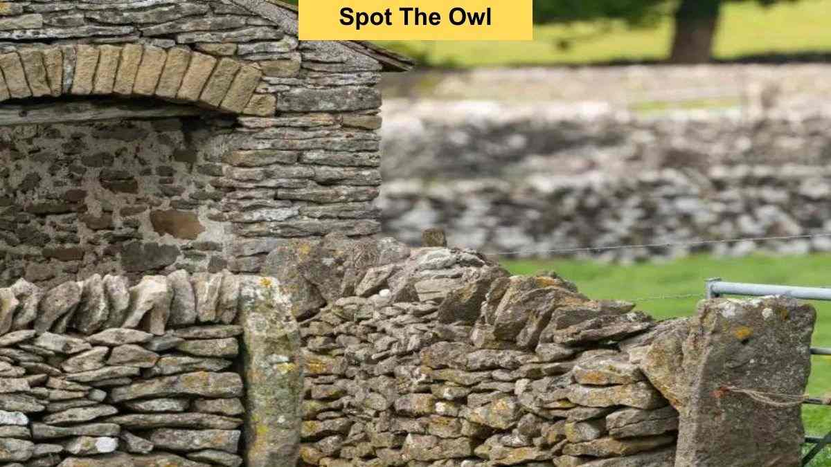 Can You Spot The Owl Hidden In This Picture Within 7 Seconds?