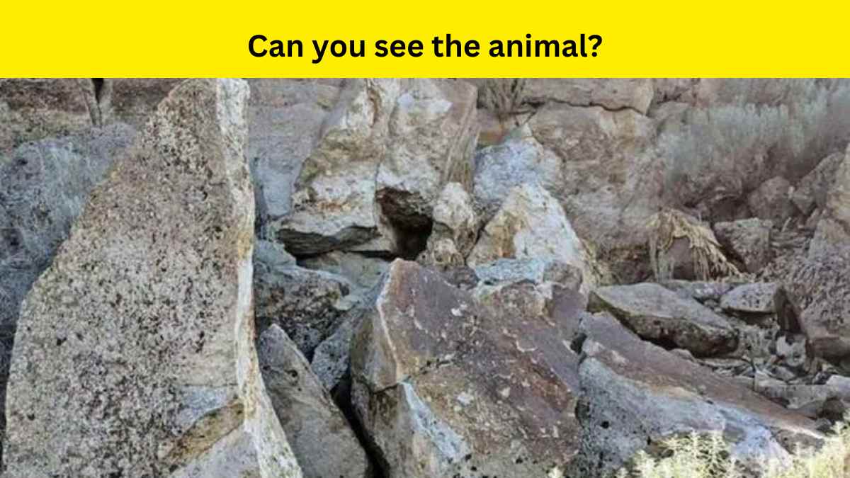 Spot the hidden animal in 7 seconds