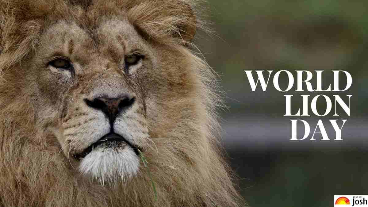All About World Lion Day 2023