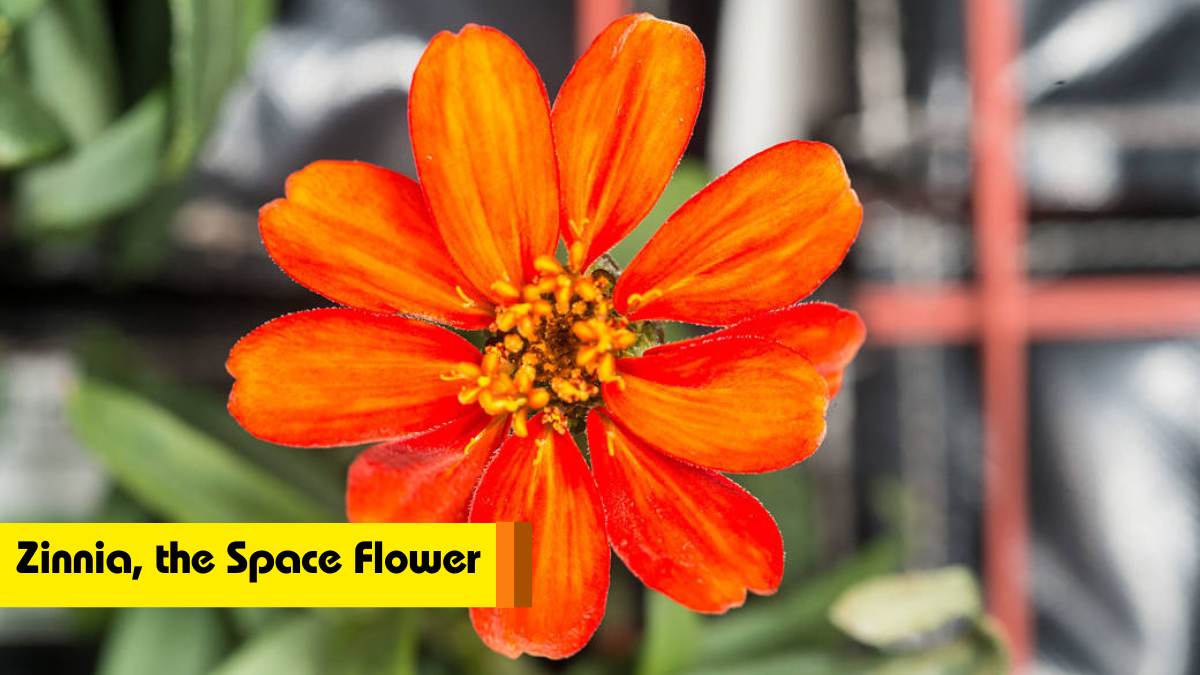 Zinnia: The first flower to grow in space
