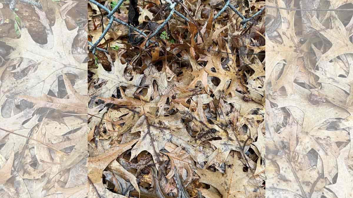 Find frog in the leaves in 9 seconds