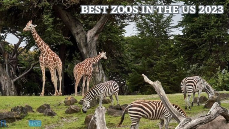 Best Zoos in the US 2023 - Ranked Top 10 Best