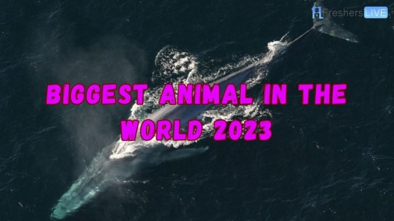 Biggest Animal in the World 2023 - Top 10 Largest Animals